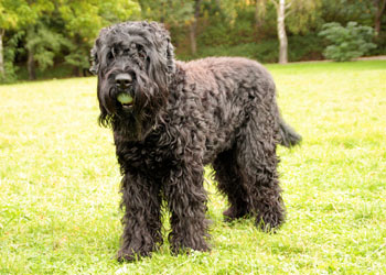 Hundebetreuung Friedrichshain 1